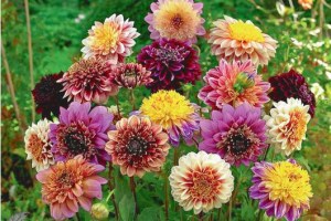 Kolekce sasankovitých jiřin